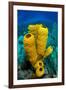 Yellow tube sponge a coral reef, Cayman Islands-Alex Mustard-Framed Photographic Print