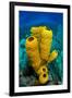 Yellow tube sponge a coral reef, Cayman Islands-Alex Mustard-Framed Photographic Print