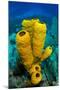 Yellow tube sponge a coral reef, Cayman Islands-Alex Mustard-Mounted Photographic Print