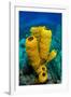 Yellow tube sponge a coral reef, Cayman Islands-Alex Mustard-Framed Photographic Print