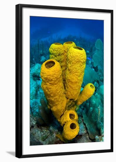 Yellow tube sponge a coral reef, Cayman Islands-Alex Mustard-Framed Photographic Print