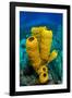 Yellow tube sponge a coral reef, Cayman Islands-Alex Mustard-Framed Photographic Print