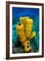 Yellow tube sponge a coral reef, Cayman Islands-Alex Mustard-Framed Photographic Print