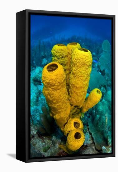 Yellow tube sponge a coral reef, Cayman Islands-Alex Mustard-Framed Stretched Canvas