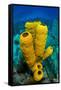 Yellow tube sponge a coral reef, Cayman Islands-Alex Mustard-Framed Stretched Canvas