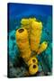 Yellow tube sponge a coral reef, Cayman Islands-Alex Mustard-Stretched Canvas