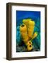 Yellow tube sponge a coral reef, Cayman Islands-Alex Mustard-Framed Photographic Print