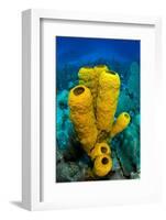 Yellow tube sponge a coral reef, Cayman Islands-Alex Mustard-Framed Photographic Print