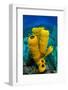 Yellow tube sponge a coral reef, Cayman Islands-Alex Mustard-Framed Photographic Print