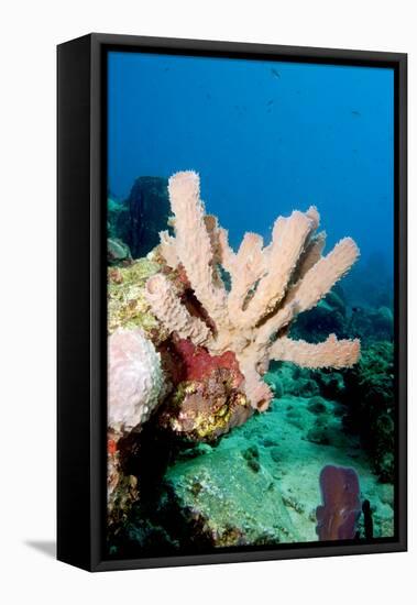 Yellow Tube Sponge (Aplysina Fistularis), Dominica, West Indies, Caribbean, Central America-Lisa Collins-Framed Stretched Canvas