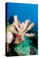 Yellow Tube Sponge (Aplysina Fistularis), Dominica, West Indies, Caribbean, Central America-Lisa Collins-Stretched Canvas