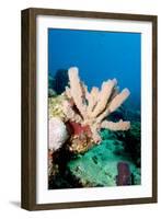 Yellow Tube Sponge (Aplysina Fistularis), Dominica, West Indies, Caribbean, Central America-Lisa Collins-Framed Photographic Print