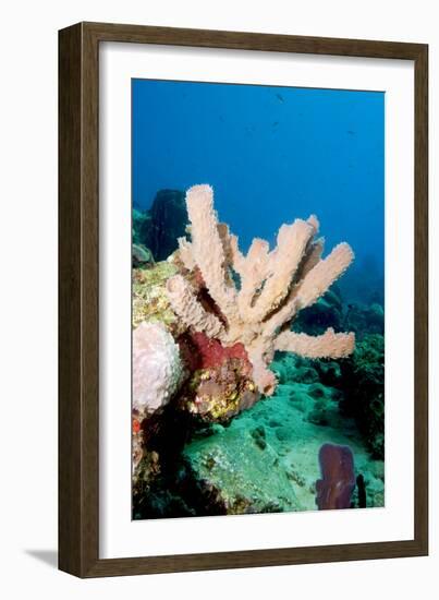 Yellow Tube Sponge (Aplysina Fistularis), Dominica, West Indies, Caribbean, Central America-Lisa Collins-Framed Photographic Print