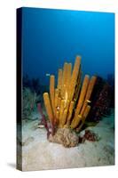 Yellow Tube Sponge (Aplysina Fistularis), Dominica, West Indies, Caribbean, Central America-Lisa Collins-Stretched Canvas