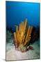 Yellow Tube Sponge (Aplysina Fistularis), Dominica, West Indies, Caribbean, Central America-Lisa Collins-Mounted Photographic Print