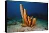 Yellow Tube Sponge (Aplysina Fistularis), Dominica, West Indies, Caribbean, Central America-Lisa Collins-Stretched Canvas