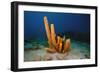 Yellow Tube Sponge (Aplysina Fistularis), Dominica, West Indies, Caribbean, Central America-Lisa Collins-Framed Photographic Print