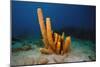 Yellow Tube Sponge (Aplysina Fistularis), Dominica, West Indies, Caribbean, Central America-Lisa Collins-Mounted Photographic Print