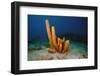 Yellow Tube Sponge (Aplysina Fistularis), Dominica, West Indies, Caribbean, Central America-Lisa Collins-Framed Photographic Print