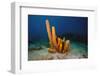 Yellow Tube Sponge (Aplysina Fistularis), Dominica, West Indies, Caribbean, Central America-Lisa Collins-Framed Photographic Print