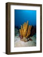 Yellow Tube Sponge (Aplysina Fistularis), Dominica, West Indies, Caribbean, Central America-Lisa Collins-Framed Photographic Print