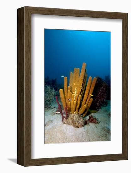 Yellow Tube Sponge (Aplysina Fistularis), Dominica, West Indies, Caribbean, Central America-Lisa Collins-Framed Photographic Print