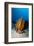 Yellow Tube Sponge (Aplysina Fistularis), Dominica, West Indies, Caribbean, Central America-Lisa Collins-Framed Photographic Print