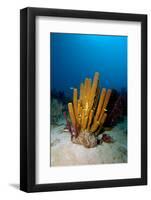 Yellow Tube Sponge (Aplysina Fistularis), Dominica, West Indies, Caribbean, Central America-Lisa Collins-Framed Photographic Print