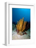 Yellow Tube Sponge (Aplysina Fistularis), Dominica, West Indies, Caribbean, Central America-Lisa Collins-Framed Photographic Print