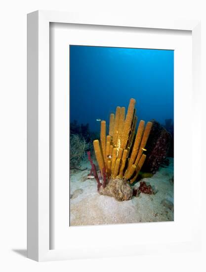 Yellow Tube Sponge (Aplysina Fistularis), Dominica, West Indies, Caribbean, Central America-Lisa Collins-Framed Photographic Print