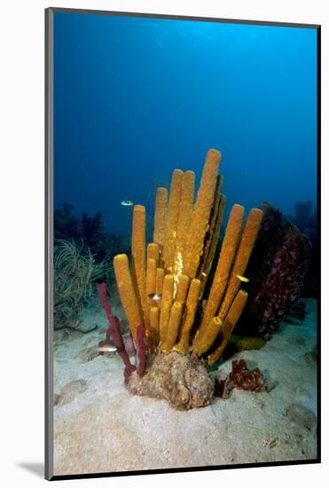 Yellow Tube Sponge (Aplysina Fistularis), Dominica, West Indies, Caribbean, Central America-Lisa Collins-Mounted Photographic Print