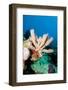 Yellow Tube Sponge (Aplysina Fistularis), Dominica, West Indies, Caribbean, Central America-Lisa Collins-Framed Photographic Print