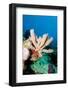 Yellow Tube Sponge (Aplysina Fistularis), Dominica, West Indies, Caribbean, Central America-Lisa Collins-Framed Photographic Print