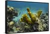 Yellow Tube Sponge, Lighthouse Reef, Atoll, Belize Barrier Reef, Belize-Pete Oxford-Framed Stretched Canvas