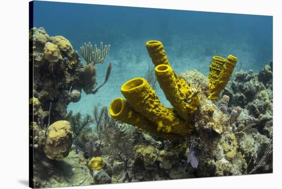 Yellow Tube Sponge, Lighthouse Reef, Atoll, Belize Barrier Reef, Belize-Pete Oxford-Stretched Canvas