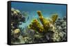 Yellow Tube Sponge, Lighthouse Reef, Atoll, Belize Barrier Reef, Belize-Pete Oxford-Framed Stretched Canvas