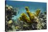 Yellow Tube Sponge, Lighthouse Reef, Atoll, Belize Barrier Reef, Belize-Pete Oxford-Stretched Canvas