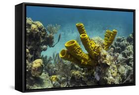 Yellow Tube Sponge, Lighthouse Reef, Atoll, Belize Barrier Reef, Belize-Pete Oxford-Framed Stretched Canvas