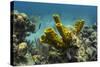 Yellow Tube Sponge, Lighthouse Reef, Atoll, Belize Barrier Reef, Belize-Pete Oxford-Stretched Canvas