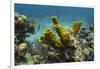 Yellow Tube Sponge, Lighthouse Reef, Atoll, Belize Barrier Reef, Belize-Pete Oxford-Framed Premium Photographic Print