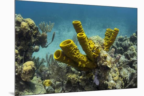 Yellow Tube Sponge, Lighthouse Reef, Atoll, Belize Barrier Reef, Belize-Pete Oxford-Mounted Premium Photographic Print