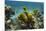 Yellow Tube Sponge, Lighthouse Reef, Atoll, Belize Barrier Reef, Belize-Pete Oxford-Mounted Premium Photographic Print