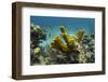 Yellow Tube Sponge, Lighthouse Reef, Atoll, Belize Barrier Reef, Belize-Pete Oxford-Framed Photographic Print