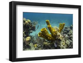 Yellow Tube Sponge, Lighthouse Reef, Atoll, Belize Barrier Reef, Belize-Pete Oxford-Framed Photographic Print