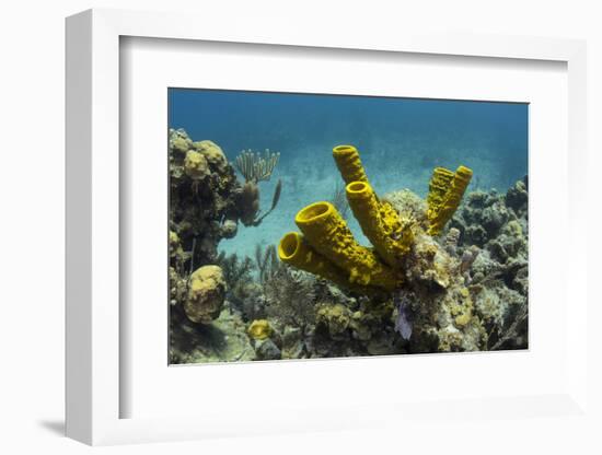 Yellow Tube Sponge, Lighthouse Reef, Atoll, Belize Barrier Reef, Belize-Pete Oxford-Framed Photographic Print