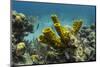 Yellow Tube Sponge, Lighthouse Reef, Atoll, Belize Barrier Reef, Belize-Pete Oxford-Mounted Photographic Print