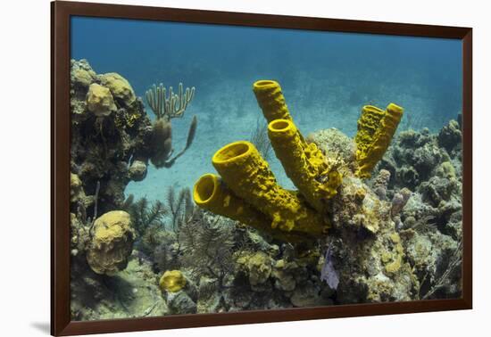 Yellow Tube Sponge, Lighthouse Reef, Atoll, Belize Barrier Reef, Belize-Pete Oxford-Framed Photographic Print