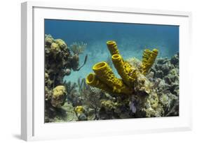 Yellow Tube Sponge, Lighthouse Reef, Atoll, Belize Barrier Reef, Belize-Pete Oxford-Framed Photographic Print