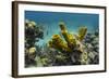 Yellow Tube Sponge, Lighthouse Reef, Atoll, Belize Barrier Reef, Belize-Pete Oxford-Framed Photographic Print