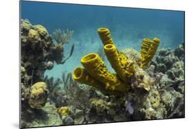 Yellow Tube Sponge, Lighthouse Reef, Atoll, Belize Barrier Reef, Belize-Pete Oxford-Mounted Photographic Print